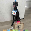 Dog Birthday Hamper Gift Set for Him