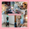 Dog Birthday Hamper Gift Set for Her