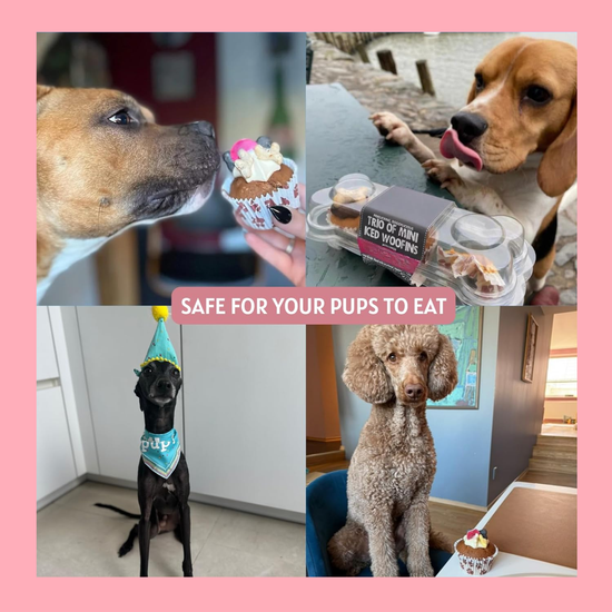 Dog Birthday Hamper Gift Set for Her